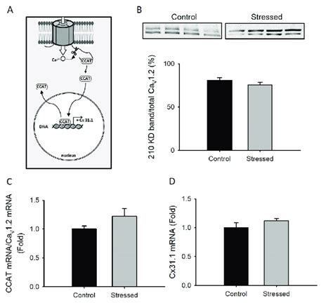 Calcium Channel Associated Transcriptional Regulator Ccat Dependent