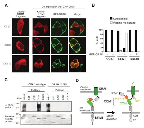 STIM1 Fragment CCb9 But Not CCb7 Efficiently Colocalizes With And Binds