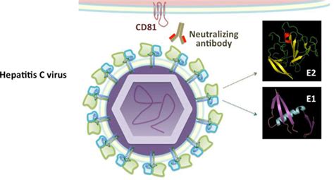 Hepatitis C Virus Diagram