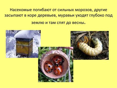Сезонные изменения в природе и жизнедеятельности организмов ...