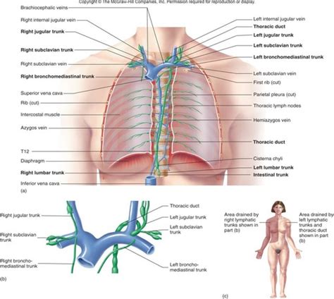 Copy A P Ii Chapter Lymphatic System Part Flashcards Quizlet