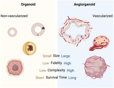 Angiorganoid Vitalizing The Organoid With Blood Vessels In Vascular