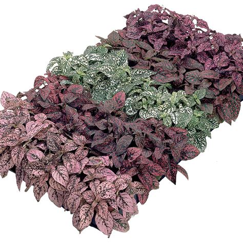 Hypoestes Confetti Compact Mix Hypoestes Horticultural Products