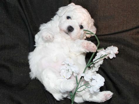 Cuddlyk Bichon Frise Puppies For Sale In Brooklyn Mi Akc Marketplace