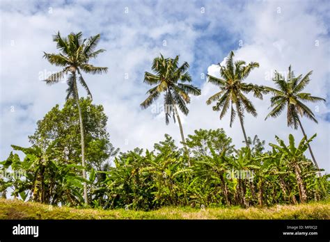 Tropical evergreen forest hi-res stock photography and images - Alamy