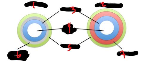 Diploblastic Vs Triploblastic Diagram Quizlet