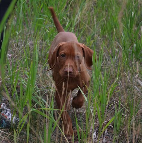 Boulder Vizslas Colorado Vizsla Breeder Of Champion Vizslas And