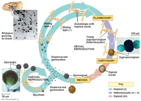 Rhizopus Stolonifer Life Cycle