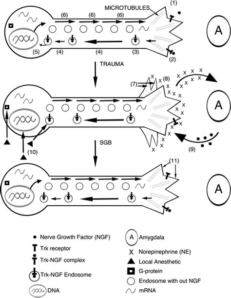 Multiple Effects Of Ngf Increase Release Of Nerve Growth Factor