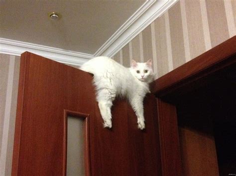 Кошачья сверхтякучесть и ее последствия: как спасти своего котика