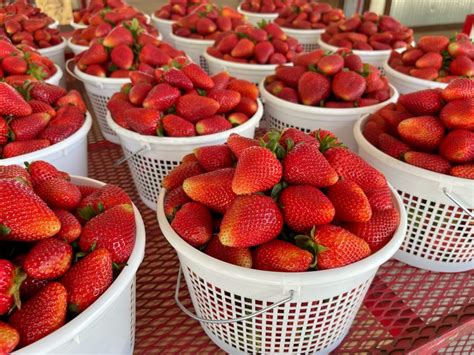 Strawberry Hill USA | Upcountry South Carolina