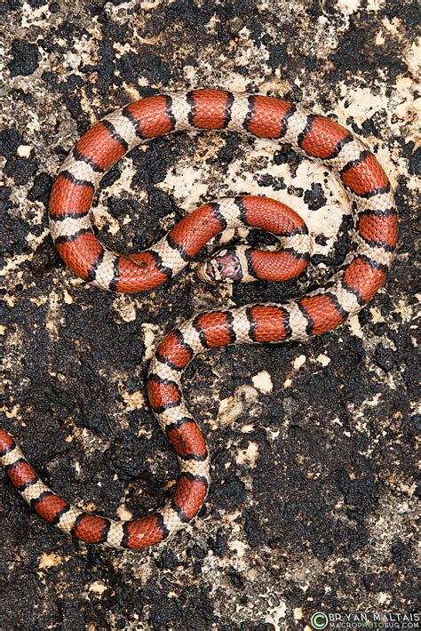 Red Milk Snake