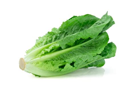 4 Popular Types Of Fast Growing Hydroponic Lettuce And Tips To Grow Them