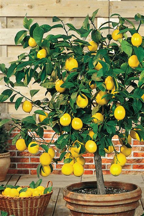 Buy Meyer Lemon Tree Free Shipping Wilson Bros Gardens 5 Gallon Pot For Sale Online