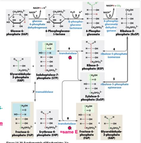 Che 4342 The Pentose Phosphate Pathway Flashcards Quizlet