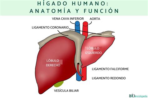 Becerro Visitar Apilar Descripcion Anatomica Del Higado Adolescentes