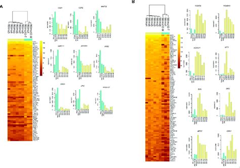 Differentially Expressed Genes In Wilms Cells With And Without Wt1