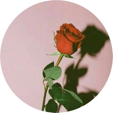 Rose Aesthetic Theme Png Png Mart