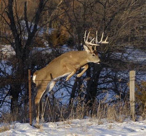 Whitetail Buck Jumping Barbed Wire Fence Whitetaildeerfarming Big