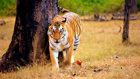 Female White Tiger Beats Male Lion - Rizop