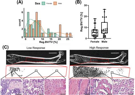 Bone Regeneration At 7 Days Post Ablation In Do Mice A Frequency Download Scientific Diagram