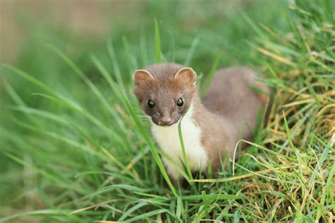 White Stoat Pet