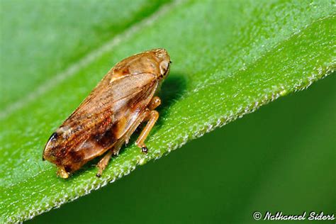 Brown Bug Philaenus Spumarius Bugguide Net