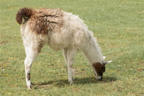 Llama Grazing Stock Image Image Of Llamas Bolivia South 31390719