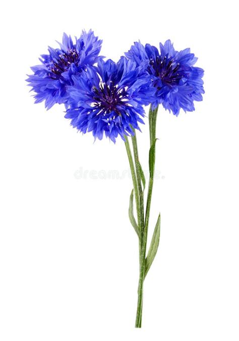 Blue Cornflower Bouquet Isolated on White Background Stock Image - Image of closeup, medical ...