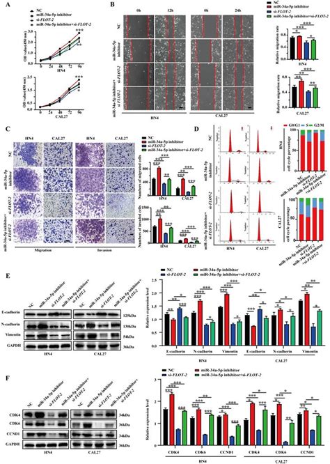 MiR 34a 5p Functions As A Tumor Suppressor In Head And Neck Squamous