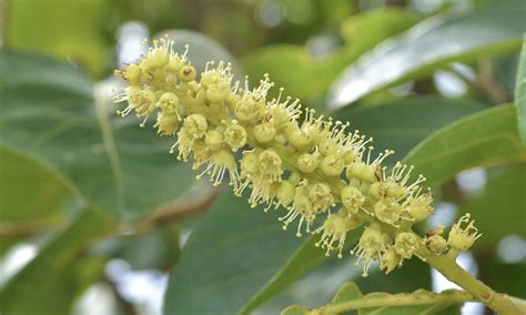 Haritaki (Terminalia chebula) Extract Sold by Linden Botanicals