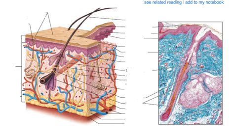 Skin Diagram Quizlet