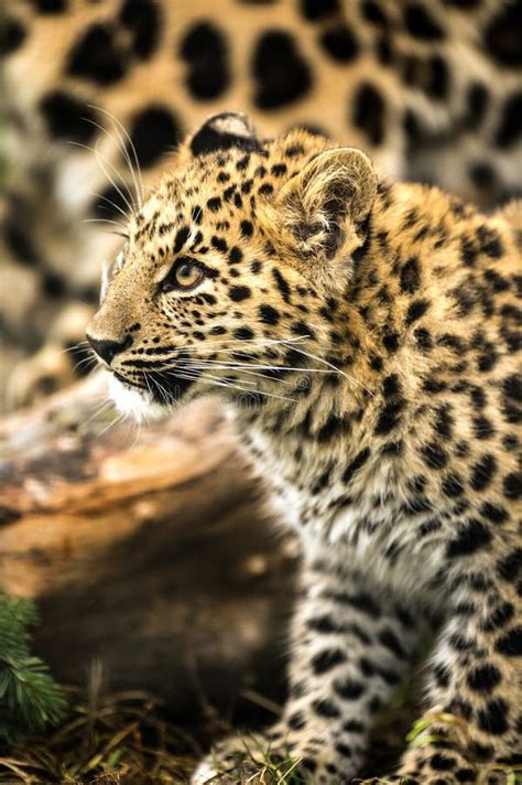 Cucciolo Del Leopardo Dell Amur Immagine Stock Immagine Di Mammifero