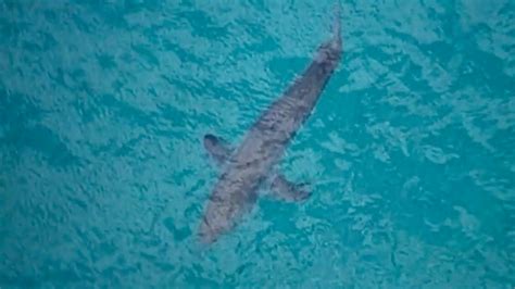 11 Foot White Shark Weighing 1264 Pounds Pings Off Floridas Coast