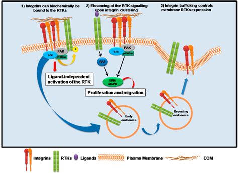 IJMS Free Full Text Guidance Of Signaling Activations By Cadherins