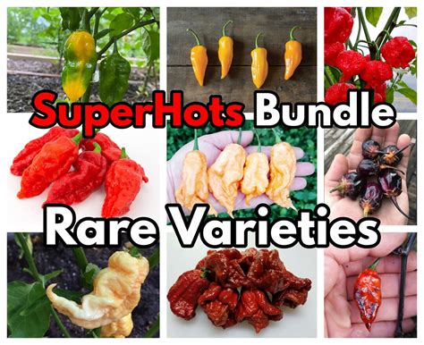 ORGANIC Super Hot Pepper Seeds Bundle 500,000-1,500,000 SHU capsicum ...