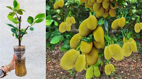 How Grafting Jackfruit Tree With Pumpkin Banana Grows Will And Bears