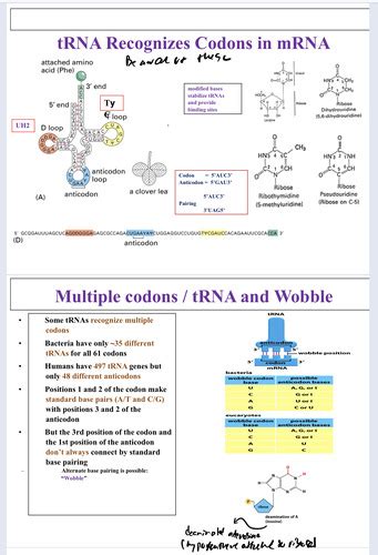 Protein Synthesis Flashcards Quizlet