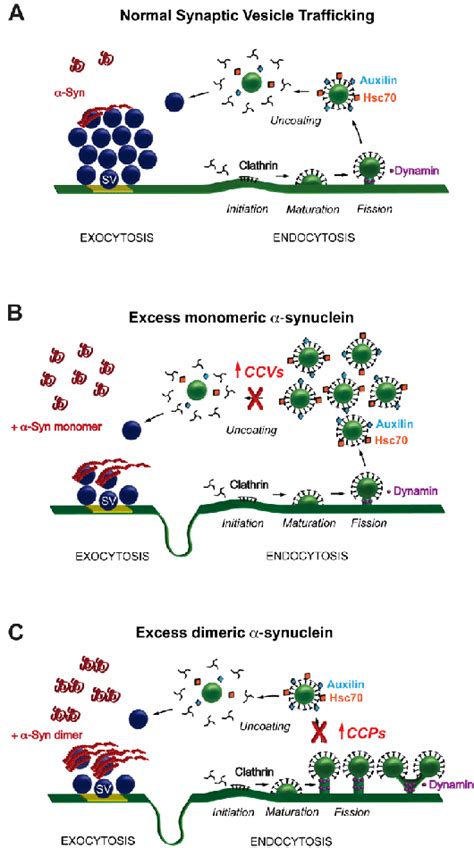 Monomeric and dimeric α synuclein produce distinct effects on