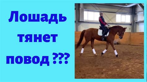 ЛОШАДЬ ТЯНЕТ ПОВОД??? ЧТО ДЕЛАТЬ??? - YouTube