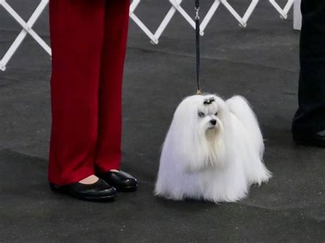 20 Japanese Chin Affenpinscher Stock Photos Pictures And Royalty Free