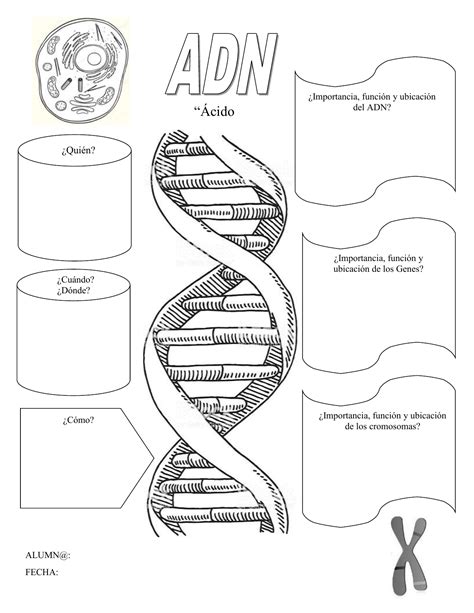 Actividad De Adn