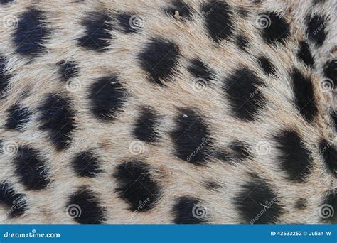 Cheetah fur pattern stock photo. Image of dangerous, animal - 43533252