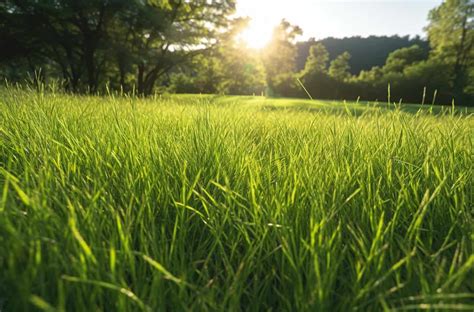 Is gras een organisme? Ontdek het hier!