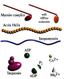 How Do Muscles Contract: Steps to Muscle Contraction