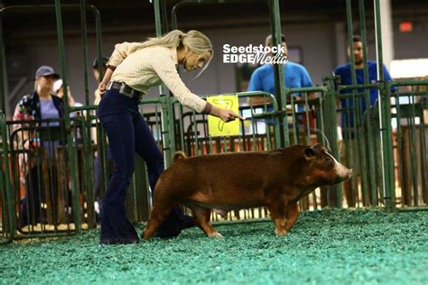 Njss Hereford Barrow Show National Swine Registry