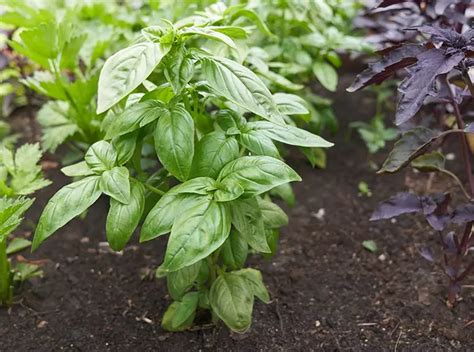 Growing Basil Ideal Soil Conditions And Position Growing Guides