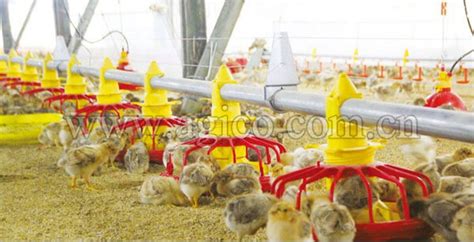 Automatic Chicken Feeder System Poultry Feed Lline For Chicken Duck