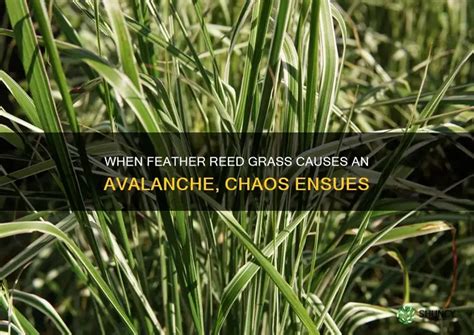 When Feather Reed Grass Causes An Avalanche Chaos Ensues Shuncy