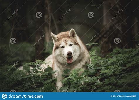 Retrato Del Husky Siberiano Feliz Y Divertido De La Raza Del Perro Que